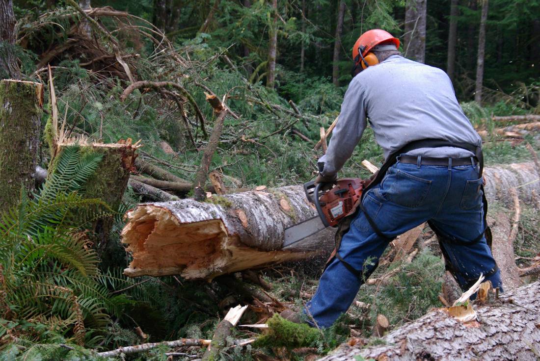 Forestry occupations, at work