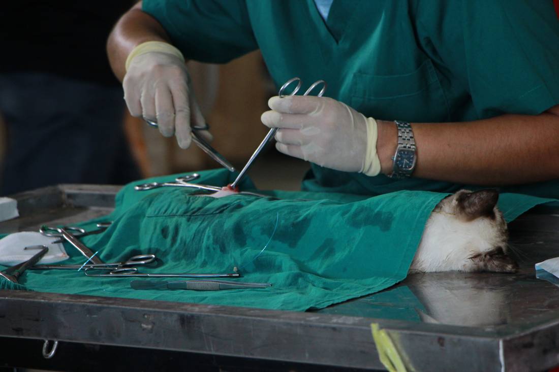 Veterinarian, at work