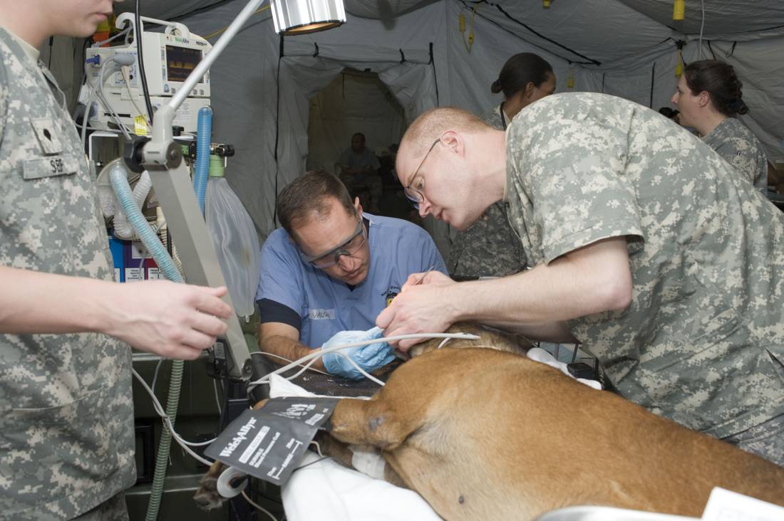 Veterinary assistant, at work